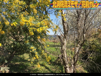 北洞院流ミモザ(2)/花前カレン画像01
▼画像クリックで1280x960pxlsに拡大@北洞院エリ子花前カレン 北洞院流ミモザ(2)/花前カレン画像01
▼画像クリックで1280x960pxlsに拡大@北洞院エリ子花前カレン