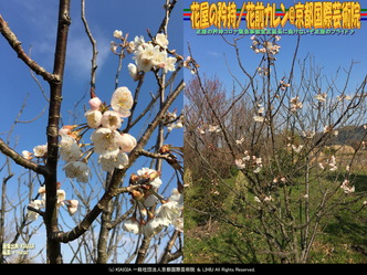 花屋の矜持(3)／花前カレン@京都国際芸術院画像02
▼画像クリックで1280x960pxlsに拡大＠北洞院エリ子花前カレン