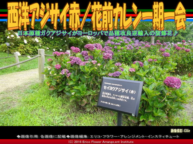 西洋アジサイ赤 花前カレン一期一会 花前のブログ By Hanasaki Karen