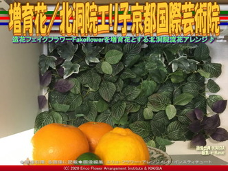 増育花(5)/北洞院エリ子京都国際芸術院画像01
▼画像クリックで640x480pxlsに拡大@北洞院エリ子花前カレン 増育花(5)/北洞院エリ子京都国際芸術院画像01
▼画像クリックで640x480pxlsに拡大@北洞院エリ子花前カレン