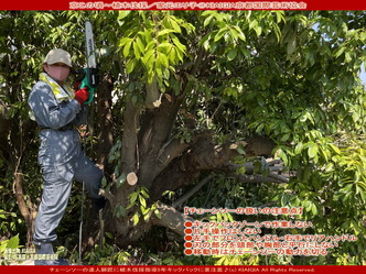 京この頃～植木の伐採(2)／家元エリ子画像01
▼画像クリックで1280x960pxlsに拡大＠北洞院エリ子花前カレン