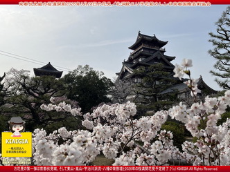京都伏見城の桜満開前のお花見(5)／花前カレン画像02
▼画像クリックで1280x960pxlsに拡大＠北洞院エリ子花前カレン
