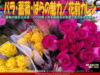 バラ・薔薇・ばらの魅力／花前カレン画像01