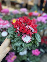 どれにしようか・・迷う～やっぱりシクラメンジックス・レッド画像／花前カレン