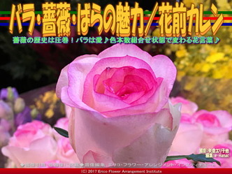 バラ・薔薇・ばらの魅力／花前カレン画像02