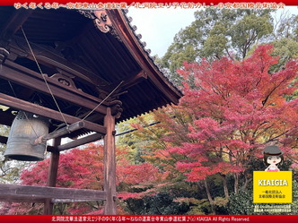 ゆく年くる年～京都東山(2)／家元エリ子画像03
▼画像クリックで1280x960pxlsに拡大＠北洞院エリ子花前カレン