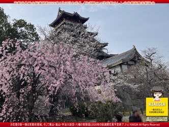 京都伏見城の桜満開前のお花見(3)／花前カレン画像02
▼画像クリックで1280x960pxlsに拡大＠北洞院エリ子花前カレン