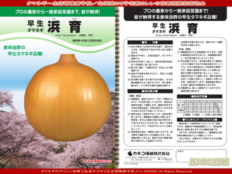 タマネギ～生活習慣病予防／花前カレン画像01
▼画像クリックで1280x960pxlsに拡大＠北洞院エリ子花前カレン