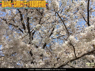 嵐山の桜(2)/北洞院エリ子@京都国際芸術院画像01
▼画像クリックで1280x960pxlsに拡大@北洞院エリ子花前カレン 嵐山の桜(2)/北洞院エリ子@京都国際芸術院画像01
▼画像クリックで1280x960pxlsに拡大@北洞院エリ子花前カレン