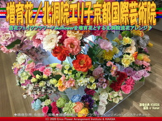 増育花(3)／北洞院エリ子京都国際芸術院画像01
▼画像クリックで640x480pxlsに拡大＠北洞院エリ子花前カレン