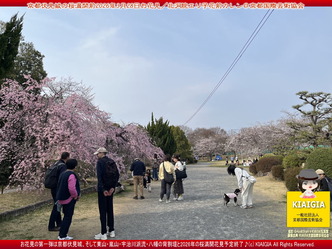 京都伏見城の桜満開前のお花見(2)／花前カレン画像01
▼画像クリックで1280x960pxlsに拡大＠北洞院エリ子花前カレン