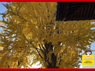 ゆく年くる年(2)大イチョウの穴場京都伏見久我の誕生寺画像01by京都国際芸術協会CEO北洞院エリ子花前カレン（京都四条北洞院流華法道家元エリ子）＠京この頃ブログ