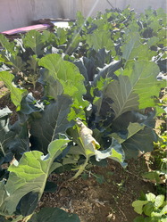 実家のブロッコリー01