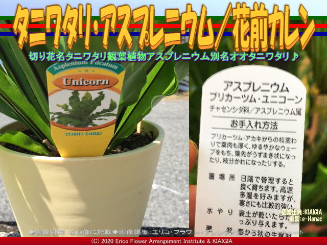 タニワタリ アスプレニウム 花前カレン 花前のブログ By Hanasaki Karen タニワタリ アスプレニウム 花前カレン 花前のブログ By Hanasaki Karen