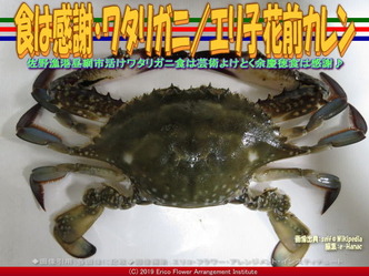 食は感謝・ワタリガニ(2)/エリ子花前カレン画像01
▼画像クリックで640x480pxlsに拡大@エリ子花前カレン 食は感謝・ワタリガニ(2)/エリ子花前カレン画像01
▼画像クリックで640x480pxlsに拡大@エリ子花前カレン