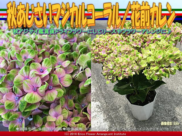 秋紫陽花マジカルコーラル 花前カレン 花前のブログ By Hanasaki Karen