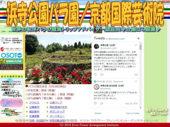 浜寺公園バラ園(2)/京都国際芸術院画像01
▼画像クリックで640x480pxlsに拡大@エリ子花前カレン 浜寺公園バラ園(2)/京都国際芸術院画像01
▼画像クリックで640x480pxlsに拡大@エリ子花前カレン