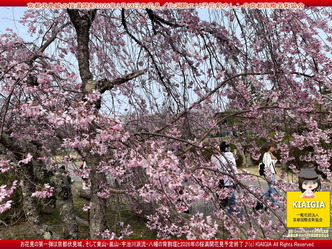 京都伏見城の桜満開前のお花見(4)/花前カレン画像01
▼画像クリックで1280x960pxlsに拡大@北洞院エリ子花前カレン 京都伏見城の桜満開前のお花見(4)/花前カレン画像01
▼画像クリックで1280x960pxlsに拡大@北洞院エリ子花前カレン