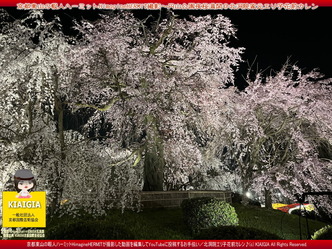 円山公園夜桜満開／花前カレン画像
▼画像クリックで1280x960pxlsに拡大＠北洞院エリ子花前カレン