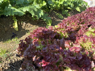 実家のサラダ菜