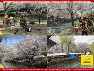 桜満開～京都伏見第20回桜まつり(5)＠桃山語り部の道／花前カレン画像
▼画像クリックで1280x960pxlsに拡大＠北洞院エリ子花前カレン