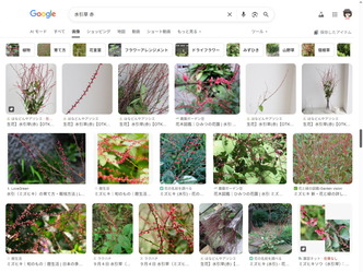 切り花お花～水引草(赤)／有真香会館画像
▼画像クリックで1280x960pxlsに拡大＠北洞院エリ子花前カレン