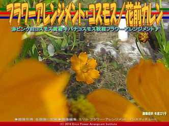 フラワーアレンジ・コスモス(2)／花前カレン画像03