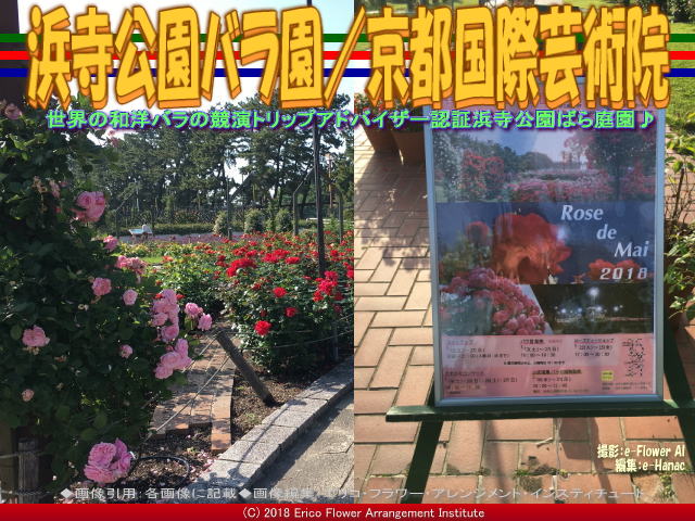 浜寺公園バラ園 4 京都国際芸術院 花前のブログ By Hanasaki Karen 浜寺公園バラ園 4 京都国際芸術院 花前のブログ By Hanasaki Karen