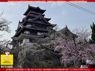 京都伏見城の桜満開前のお花見(5)／花前カレン画像01
▼画像クリックで1280x960pxlsに拡大＠北洞院エリ子花前カレン