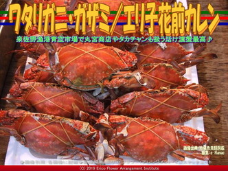 ワタリガニ・ガザミ(4)／エリ子花前カレン画像02
▼画像クリックで640x480pxlsに拡大＠エリ子花前カレン