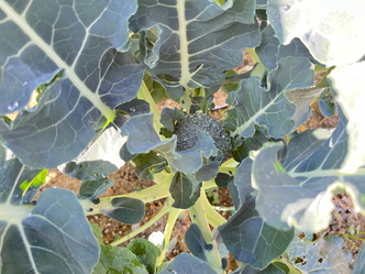 実家のブロッコリー02