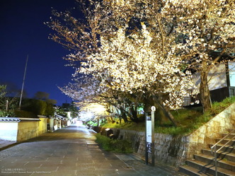 東山ねねの道夜桜/花前カレン画像01