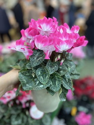 シクラメン　プルマージュ