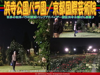 浜寺公園バラ園(4)/京都国際芸術院画像02
▼画像クリックで640x480pxlsに拡大@エリ子花前カレン 浜寺公園バラ園(4)/京都国際芸術院画像02
▼画像クリックで640x480pxlsに拡大@エリ子花前カレン