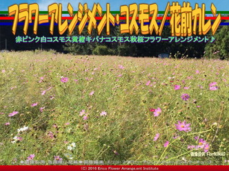 コスモス・フラワーアレンジ(3)/花前カレン画像02 コスモス・フラワーアレンジ(3)/花前カレン画像02