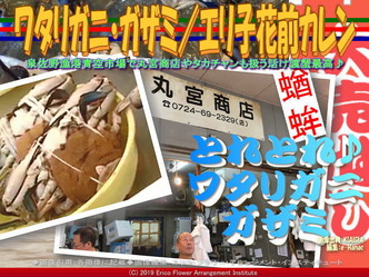 ワタリガニ・ガザミ(2)／エリ子花前カレン画像01
▼画像クリックで640x480pxlsに拡大＠エリ子花前カレン