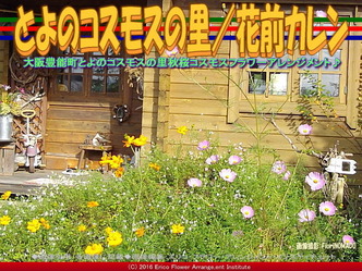 秋桜♪コスモス/花前カレン画像02 秋桜♪コスモス/花前カレン画像02