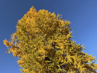 ゆく年くる年(3)強い生命力があればこそ生きた化石イチョウ02by京都国際芸術協会CEO北洞院エリ子花前カレン（京都四条北洞院流華法道家元エリ子）＠京この頃ブログ
