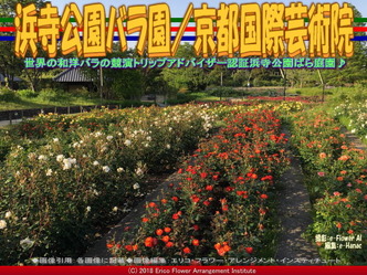 浜寺公園バラ園(8)/花前@京都国際芸術院画像02
▼画像クリックで640x480pxlsに拡大@エリ子花前カレン 浜寺公園バラ園(8)/花前@京都国際芸術院画像02
▼画像クリックで640x480pxlsに拡大@エリ子花前カレン