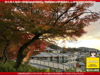 ゆく年くる年～京都東山／家元エリ子画像03
▼画像クリックで1280x960pxlsに拡大＠北洞院エリ子花前カレン