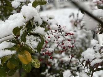 大雪警報220120深夜(3)／花前カレン画像02
▼画像クリックで1280x960pxlsに拡大＠北洞院エリ子花前カレン