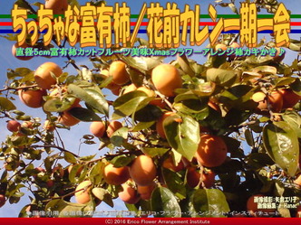 ちっちゃな富有柿／花前カレン一期一会画像03
