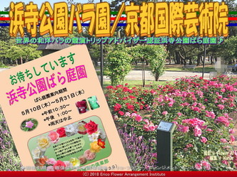 浜寺公園バラ園(3)/京都国際芸術院画像02
▼画像クリックで640x480pxlsに拡大@エリ子花前カレン 浜寺公園バラ園(3)/京都国際芸術院画像02
▼画像クリックで640x480pxlsに拡大@エリ子花前カレン