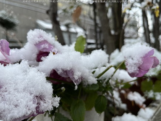 大雪警報220120深夜(3)／花前カレン画像01
▼画像クリックで1280x960pxlsに拡大＠北洞院エリ子花前カレン