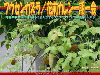 ふうせんかずら／花前カレン一期一会画像01