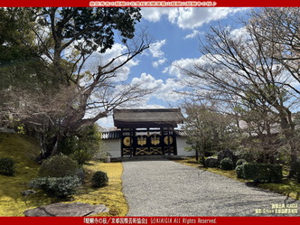 醍醐寺の桜(2)／京都国際芸術協会画像03
▼画像クリックで1280x960pxlsに拡大＠北洞院エリ子花前カレン