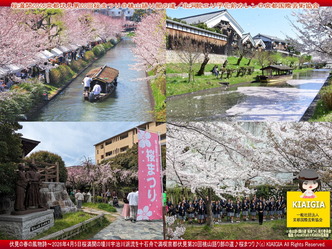 桜満開～京都伏見第20回桜まつり(2)＠桃山語り部の道／花前カレン画像
▼画像クリックで1280x960pxlsに拡大＠北洞院エリ子花前カレン