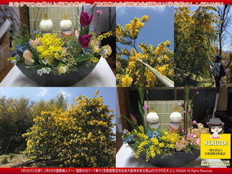 ミモザでひな祭りと国際女性デー／京都東山北洞院流画像
▼画像クリックで1280x960pxlsに拡大＠北洞院エリ子花前カレン