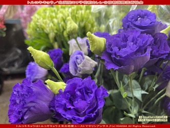 トルコキキョウ(2)/北洞院エリ子花前カレン画像01
▼画像クリックで1280x960pxlsに拡大@北洞院エリ子花前カレン トルコキキョウ(2)/北洞院エリ子花前カレン画像01
▼画像クリックで1280x960pxlsに拡大@北洞院エリ子花前カレン