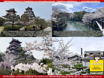 桜満開～京都伏見第20回桜まつり(7)＠桃山語り部の道／花前カレン画像
▼画像クリックで1280x960pxlsに拡大＠北洞院エリ子花前カレン